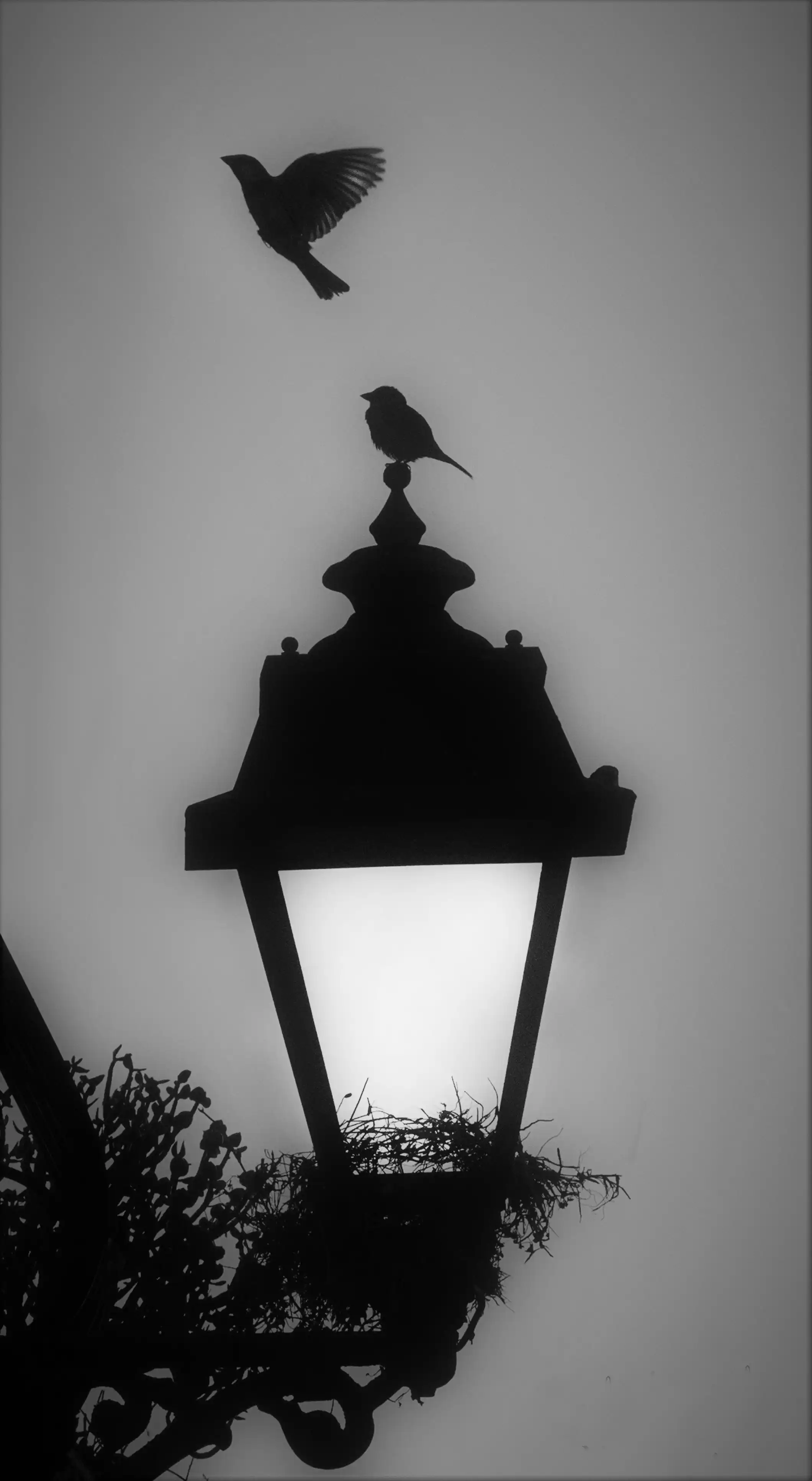 Forgotten Nests Photo